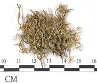 登錄號:L00001572藏品圖，第1張