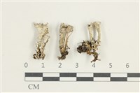 登錄號:L00001578藏品圖，第1張