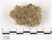 登錄號:L00001585藏品圖，第1張