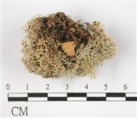 登錄號:L00001585藏品圖，第3張