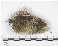 登錄號:L00001587藏品圖，第1張