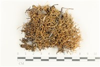 登錄號:L00001595藏品圖，第1張