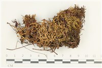 登錄號:L00001613藏品圖，第1張