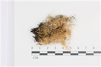 登錄號:L00001623藏品圖，第1張