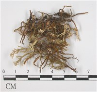 登錄號:L00001668藏品圖，第1張