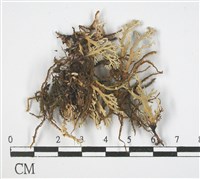 登錄號:L00001668藏品圖，第3張