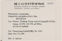 裂芽雪花衣藏品圖，第2張