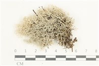 登錄號:L00001685藏品圖，第1張