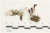 登錄號:L00001688藏品圖，第1張