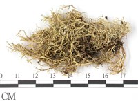 登錄號:L00001722藏品圖，第1張