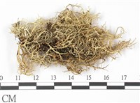 登錄號:L00001722藏品圖，第3張