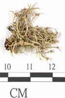 登錄號:L00001727藏品圖，第1張