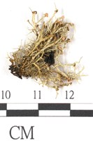 登錄號:L00001727藏品圖，第3張