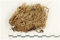 登錄號:L00001733藏品圖，第1張