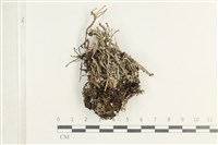 登錄號:L00001758藏品圖，第1張