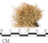 登錄號:L00001759藏品圖，第1張