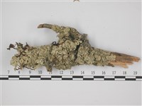 登錄號:L00001798藏品圖，第1張