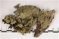 登錄號:L00001800藏品圖，第1張