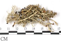 登錄號:L00001837藏品圖，第1張