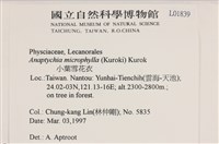 小葉雪花衣藏品圖，第2張