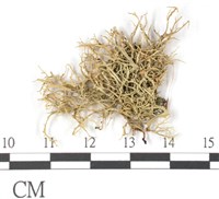 登錄號:L00001841藏品圖，第1張