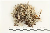 登錄號:L00001844藏品圖，第1張