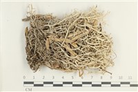 登錄號:L00001871藏品圖，第1張