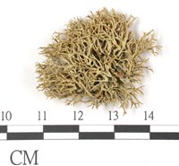 登錄號:L00001913藏品圖，第1張