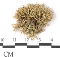 登錄號:L00001913藏品圖，第3張