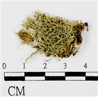 台灣球粉衣藏品圖，第3張