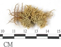 登錄號:L00001938藏品圖，第1張