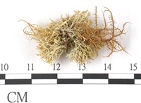 登錄號:L00001938藏品圖，第3張