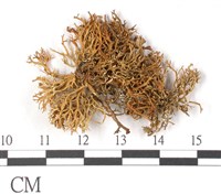 登錄號:L00001939藏品圖，第1張