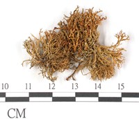 登錄號:L00001939藏品圖，第3張