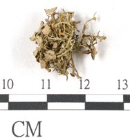 登錄號:L00001941藏品圖，第1張