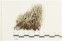 登錄號:L00001956藏品圖，第1張