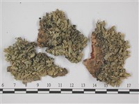 登錄號:L00001967藏品圖，第1張