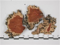 登錄號:L00001967藏品圖，第3張