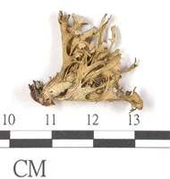 登錄號:L00002009藏品圖，第3張