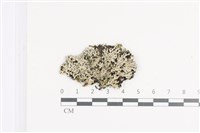 登錄號:L00002043藏品圖，第1張