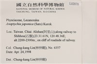 日本雪花衣藏品圖，第2張