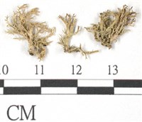 登錄號:L00002074藏品圖，第1張