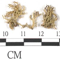 登錄號:L00002074藏品圖，第3張