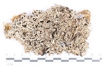 登錄號:L00002087藏品圖，第1張