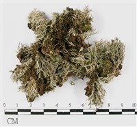 台灣球粉衣藏品圖，第1張