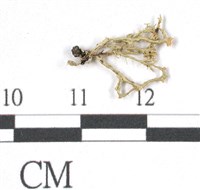 登錄號:L00002111藏品圖，第3張