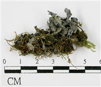 登錄號:L00002115藏品圖，第3張