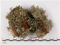 登錄號:L00002116藏品圖，第3張