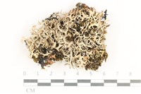 登錄號:L00002133藏品圖，第1張