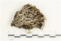 登錄號:L00002145藏品圖，第1張